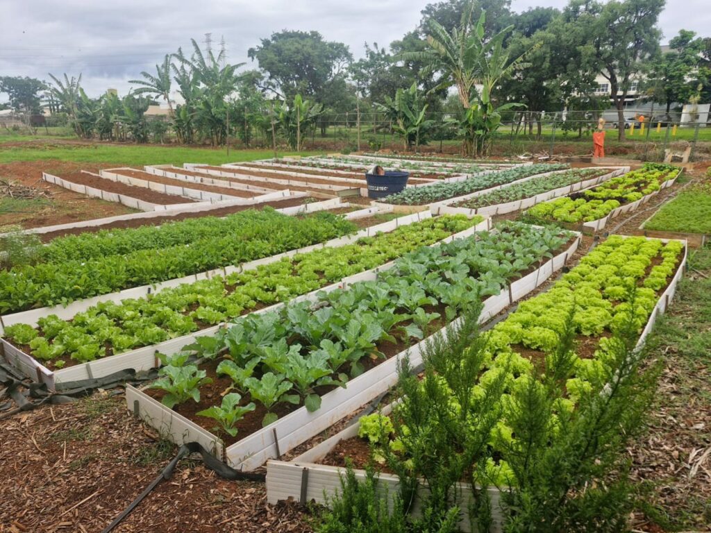 Horta comunitária em presídio do DF gera alimentos para instituições sociais