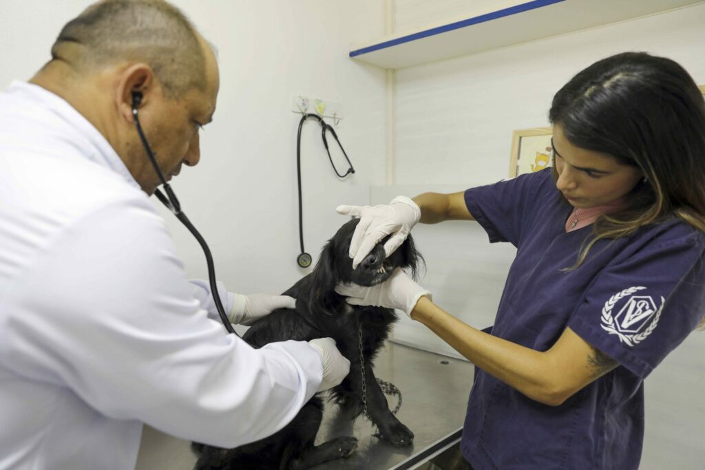 Unidade móvel do Hvep inicia atendimentos gratuitos para pets na Estrutural