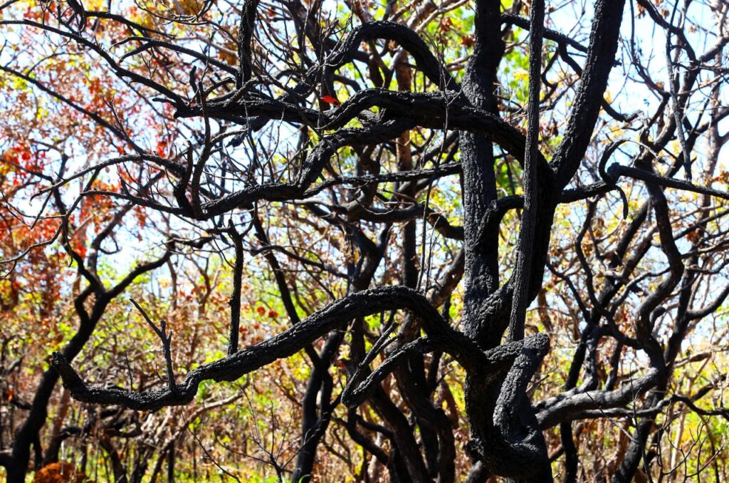 DF amplia projeto com IA para prevenir incêndios no Cerrado