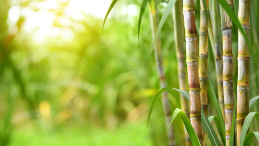 Goiás bate recorde na produção de cana-de-açúcar na safra 2024/25