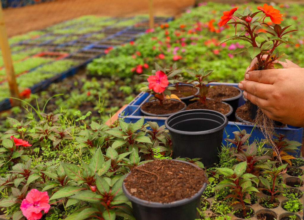 Novacap abre inscrições para curso gratuito de jardinagem