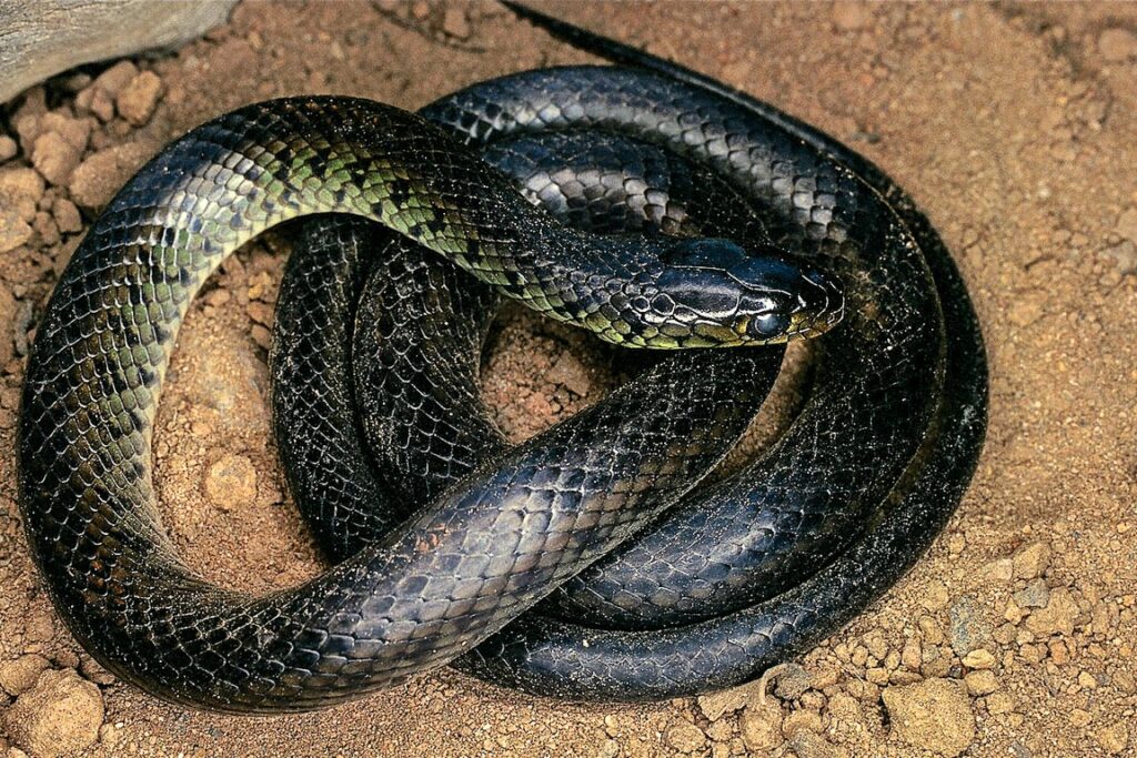 Brasília Ambiental lança cartaz “Serpentes do Cerrado” e abre Semana do Meio Ambiente