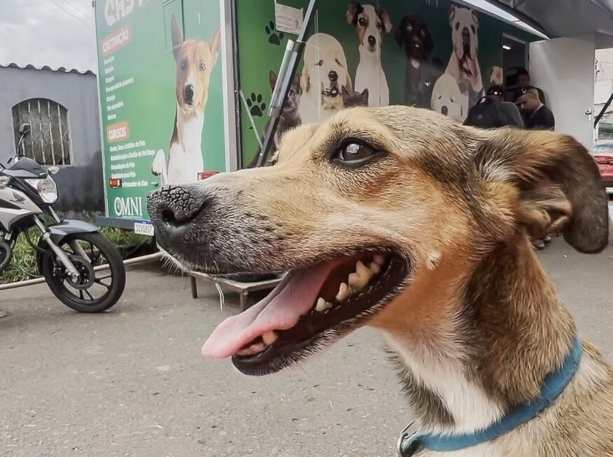 Sepan-DF oferece 160 vagas para castração gratuita de cães e gatos em São Sebastião
