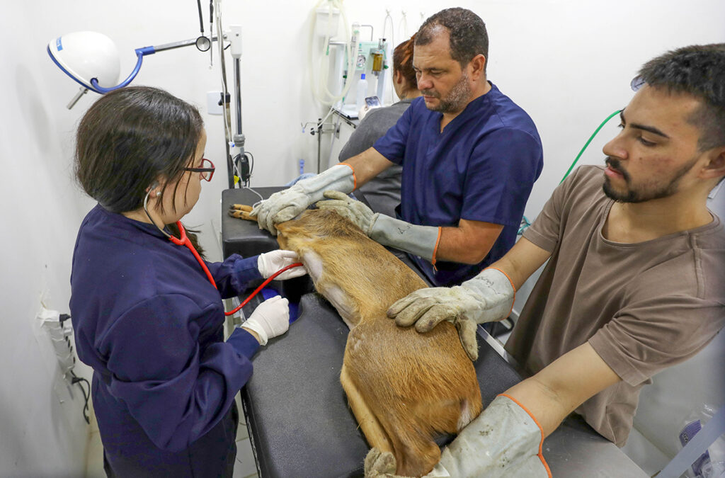 Mais de 65% dos animais silvestres resgatados no DF foram devolvidos à natureza em 2025