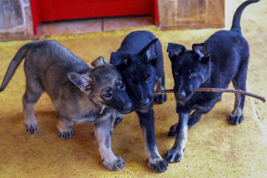 Reforma de canil marca nova fase de projeto com cães-guia no DF