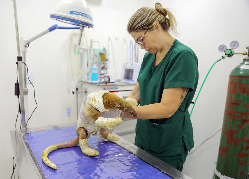 Animais silvestres vítimas de queimadas começam a chegar ao hospital veterinário no DF