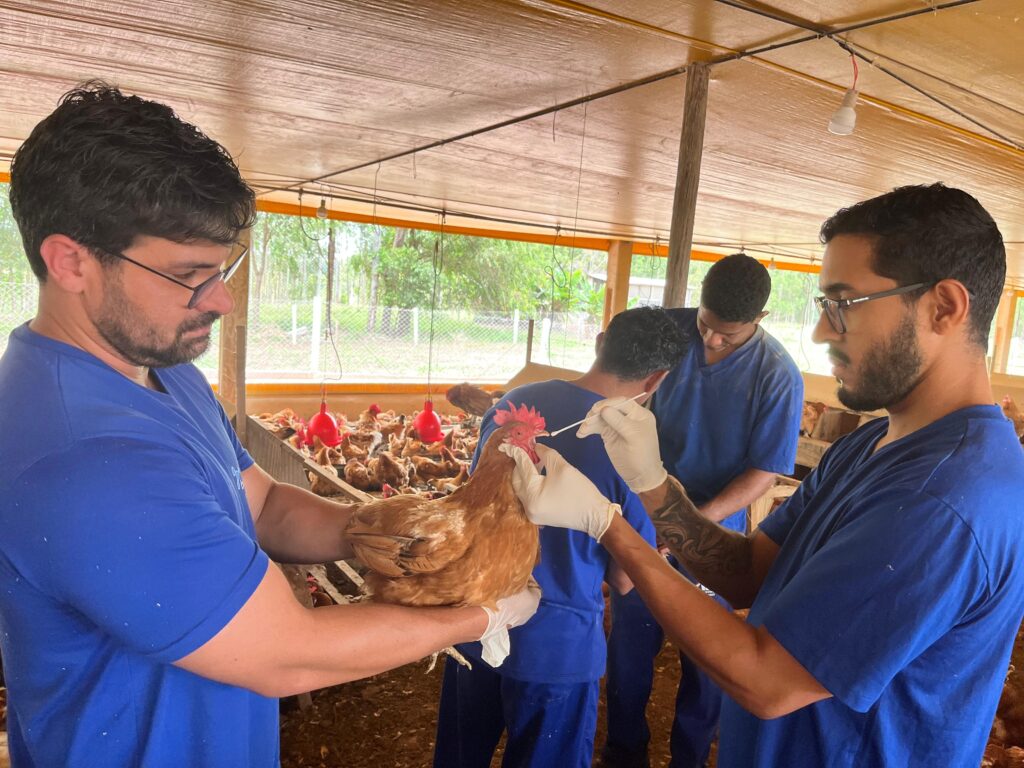 Avicultura do DF segue livre de doenças e mantém padrão de excelência