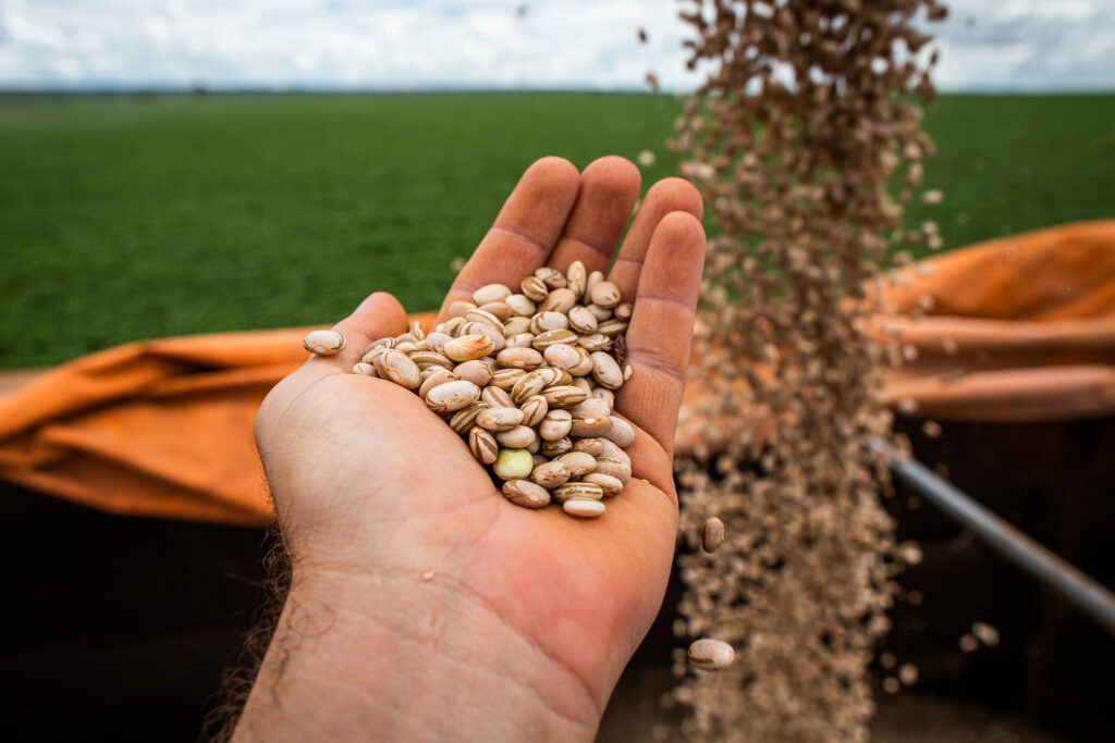 Goiás tem maior produção de feijão das últimas quatro safras