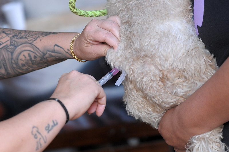 Vacinação antirrábica imuniza mais de 500 animais em Vicente Pires