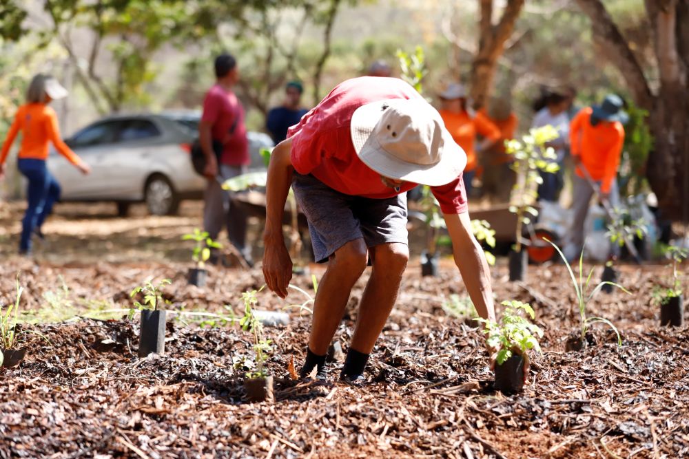 Caps II do Riacho Fundo inaugura horto agroflorestal medicinal
