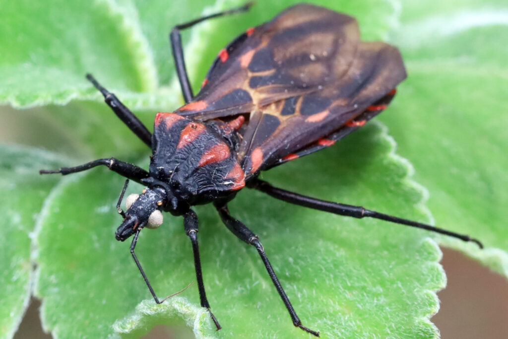DF registra 317 barbeiros em três anos e reforça alerta sobre doença de Chagas