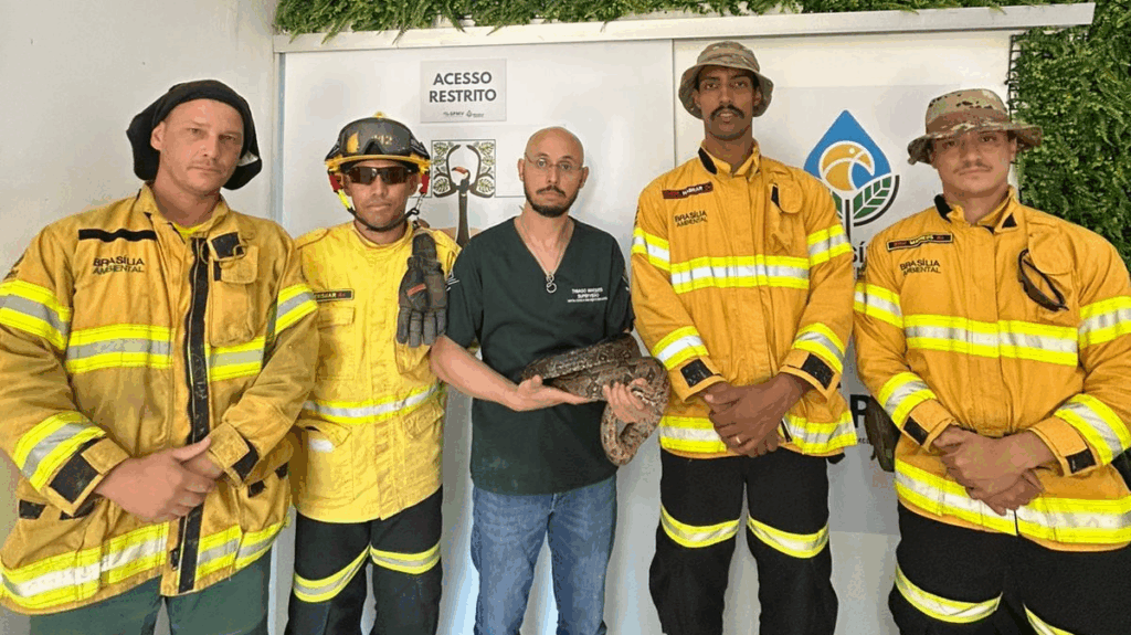 Equipe de brigadistas do DF resgata jiboia em Taguatinga Sul