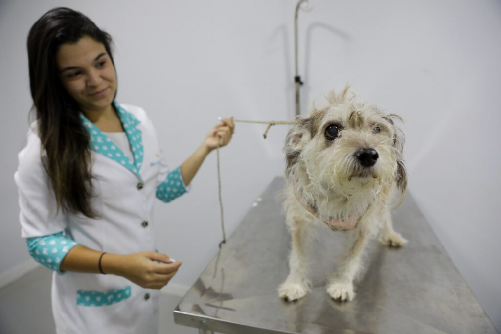 Credenciamento para Programa de Apoio aos Protetores de Animais é aberto no DF