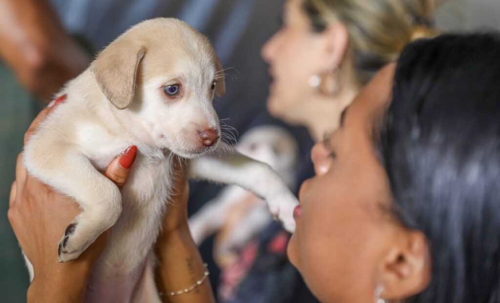 GDF lança cadastro on-line para identificação de cães e gatos