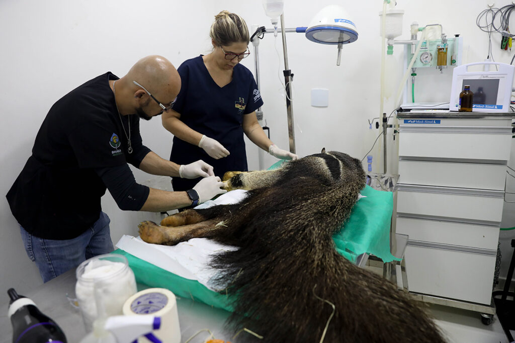 Hospital da fauna silvestre do DF supera 5 mil atendimentos