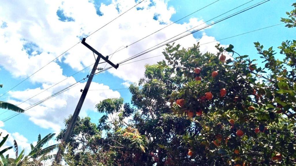 Colher frutas perto da fiação elétrica pode causar acidentes graves