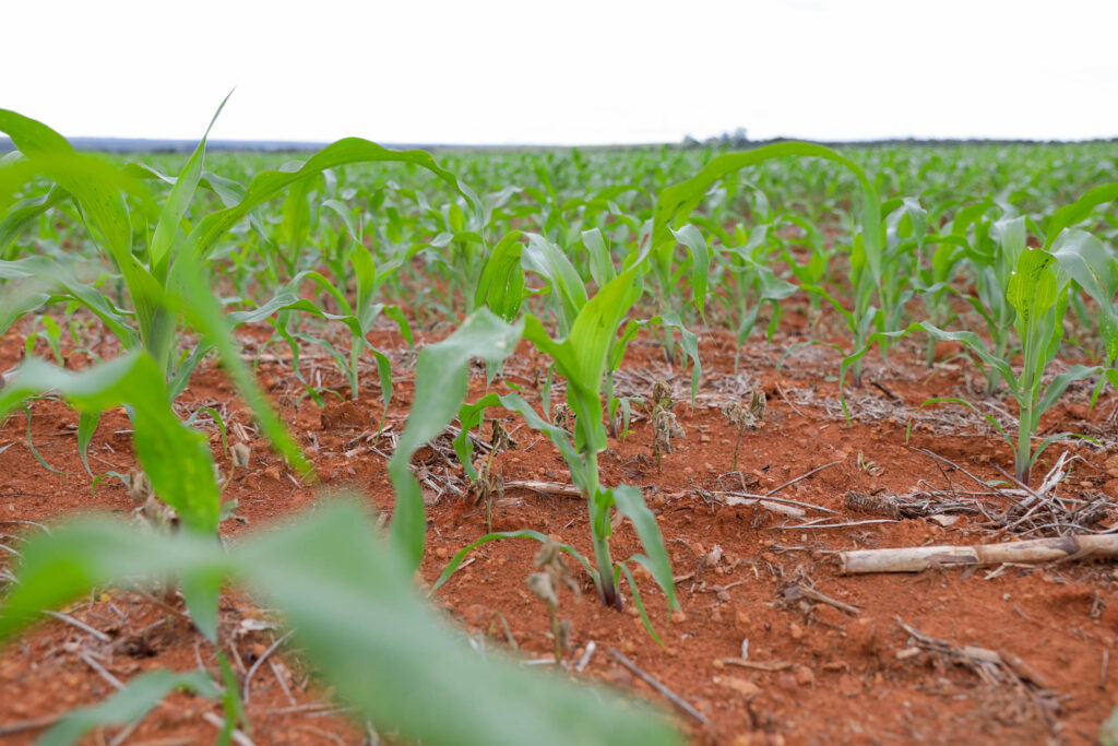 Mais de R$ 65 milhões em crédito rural impulsionam produção no DF