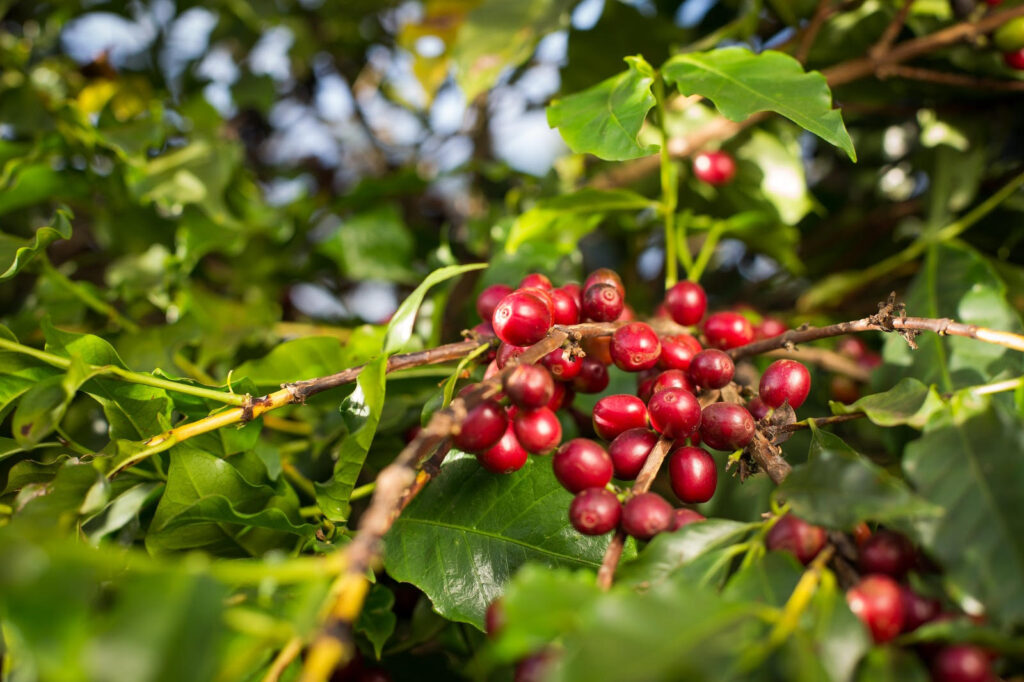 Valor Bruto da Produção de Café em Goiás deve chegar a R$ 827,9 milhões em 2026