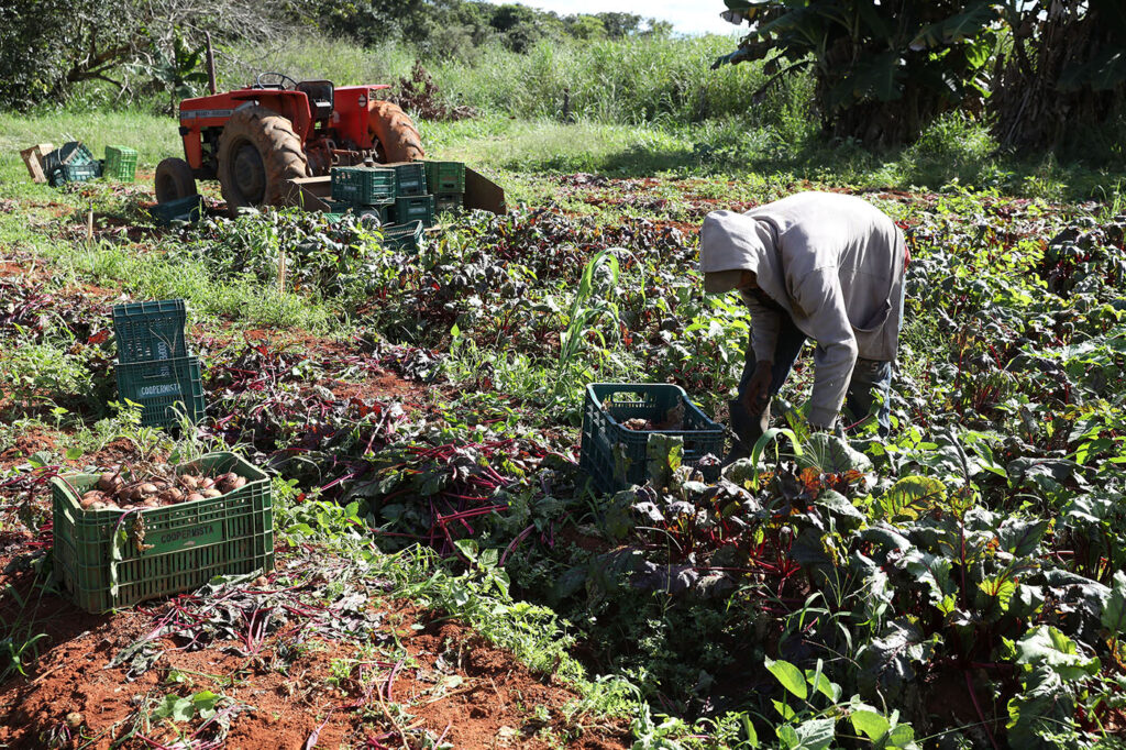 GDF investe R$ 183,9 milhões na agricultura familiar desde 2019