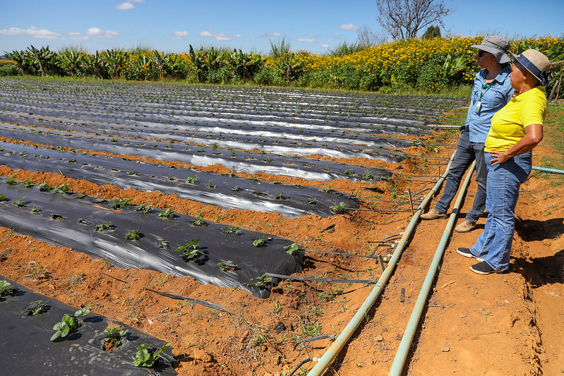Com apoio técnico do GDF, agricultores de baixa renda ampliam produção no DF