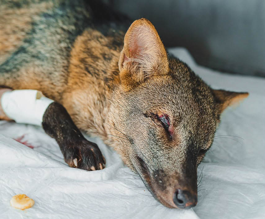 DF é referência nacional no tratamento e reabilitação de animais silvestres