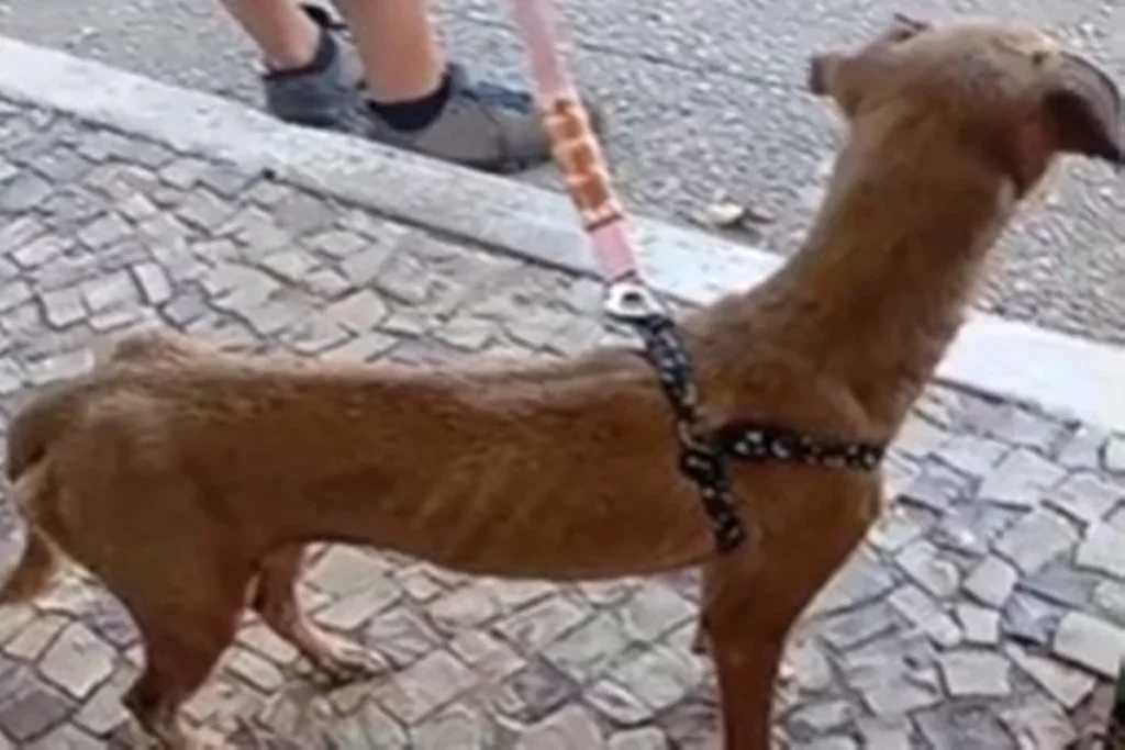 PCDF investiga maus-tratos em abrigo de animais no Itapoã